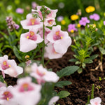 Apple Blossom Diascia Bedding Plants  1