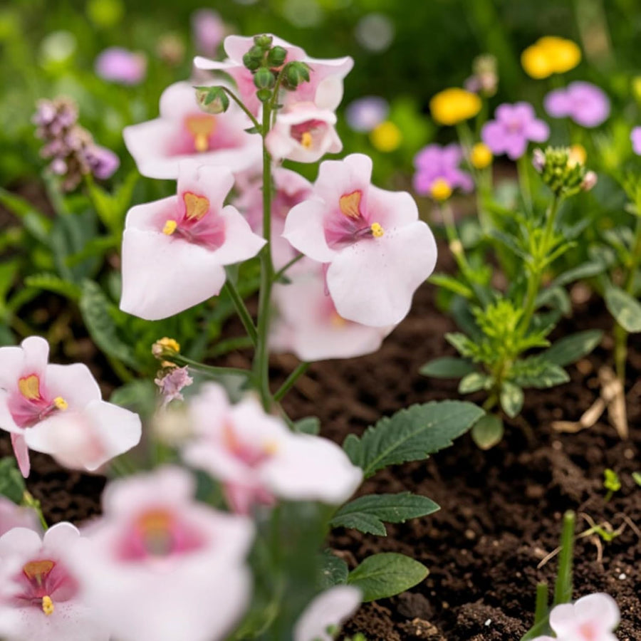 Apple Blossom Diascia Bedding Plants  1