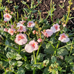 Apple Blossom Diascia Bedding Plants  4