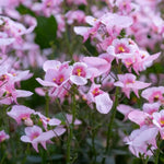 Diascia Bedding Plants  3