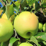 Apple Tree Golden Delicious 1.4m in Height  3