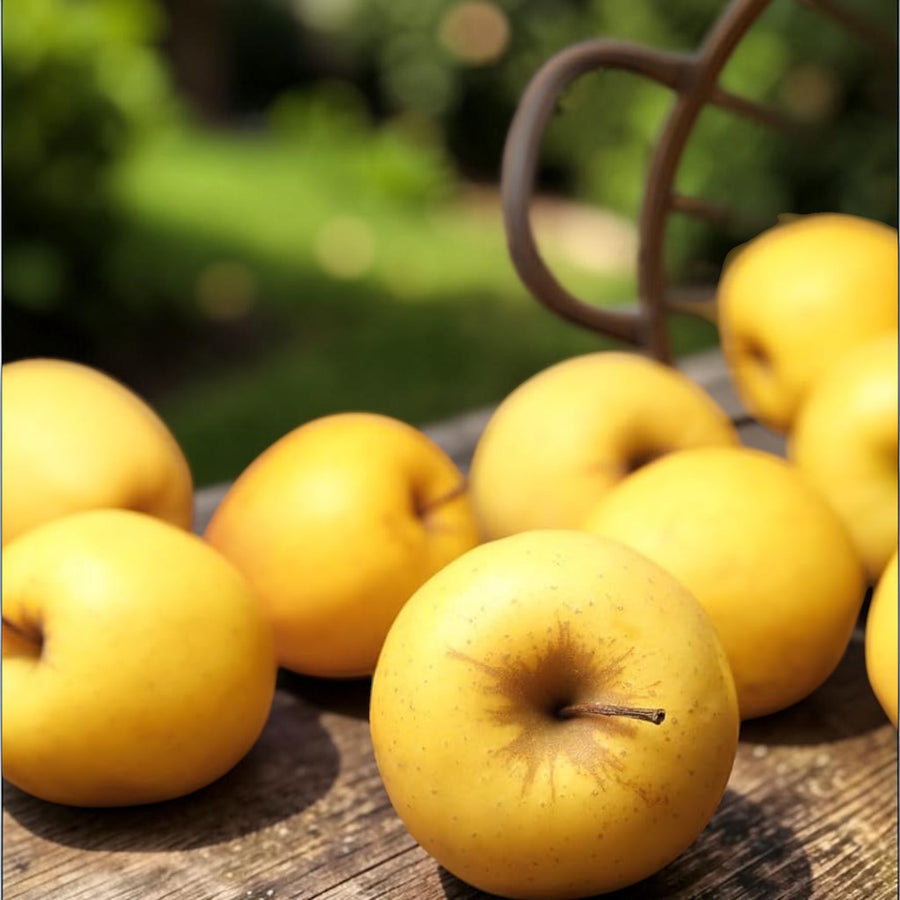 Apple Tree Golden Delicious 1.4m in Height  4