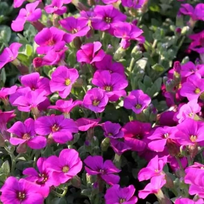 Arabis Little Treasure  3