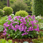 Arabis Little Treasure  1