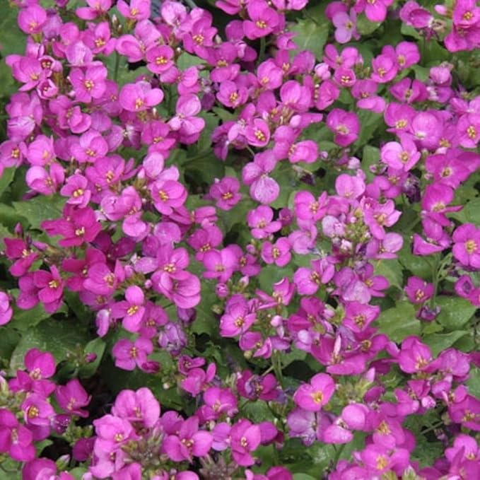 Arabis Little Treasure  2