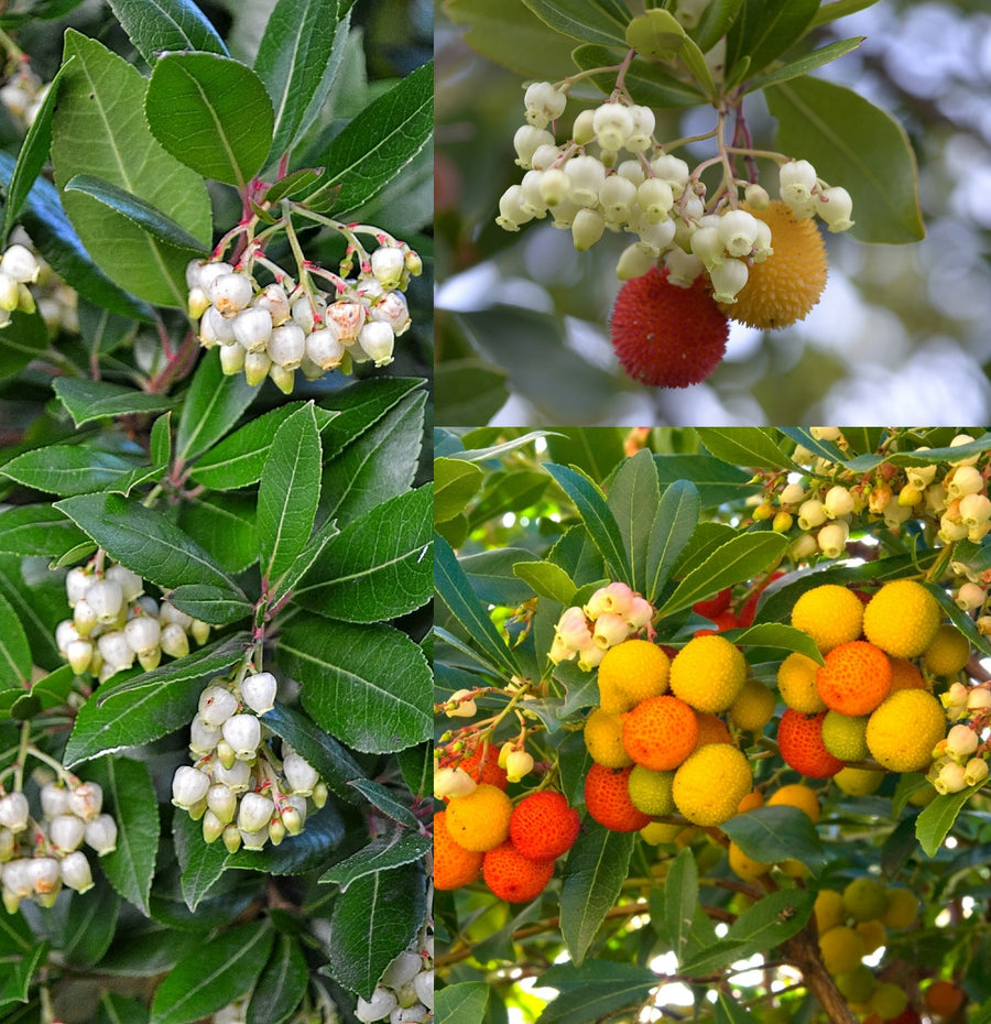 Arbutus unedo Compacta (Strawberry Tree Compacta) Arbutus unedo Compacta (Strawberry Tree Compacta) image1 1