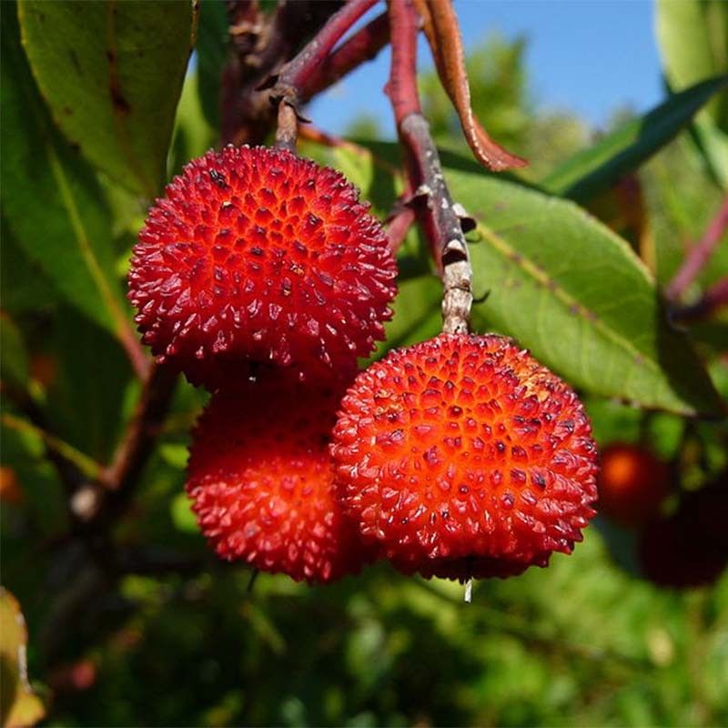 Arbutus unedo Rubra (Pink Strawberry Tree) Arbutus-unedo-Rubra-85181-2 1