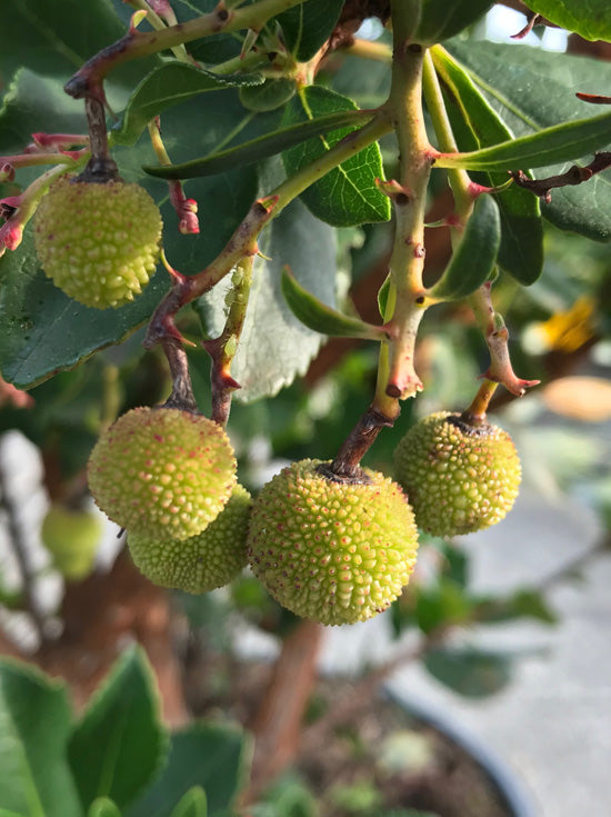 Arbutus unedo Rubra (Pink Strawberry Tree) Arbutus-unguicularis-Rubra-frucht 6