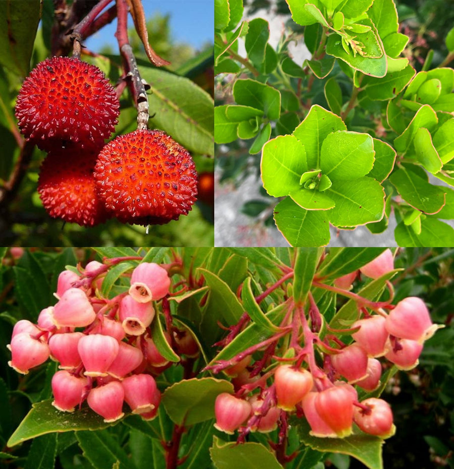 Arbutus unedo Rubra (Pink Strawberry Tree) Arbutus unguicularis Rubra 1