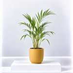 Dypsis Lutescens Areca Palm Indoor Plant  3