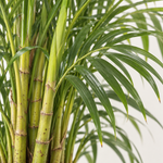 Dypsis Lutescens Areca Palm Indoor Plant  2