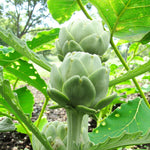 Green Globe Artichoke Plant  3