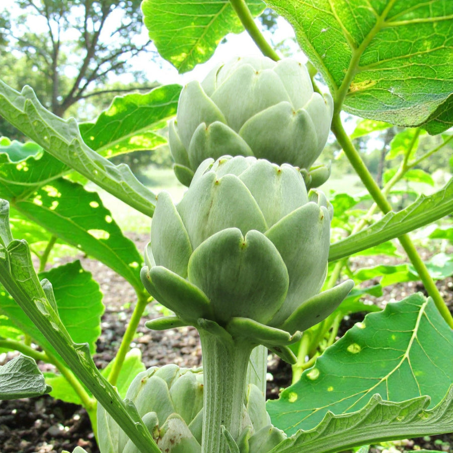 Green Globe Artichoke Plant  3