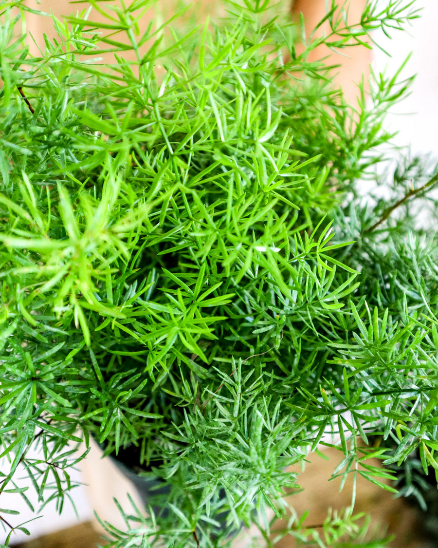 Asparagus Fern Sprengeri Houseplant Asparagus-fern2 3
