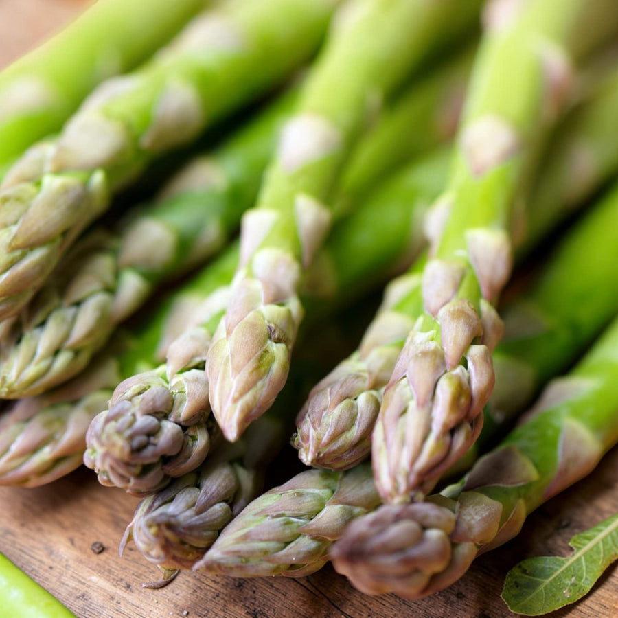 Asparagus Ariane F1 Plant  1
