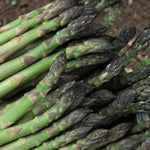 Asparagus Ariane F1 Plant  3
