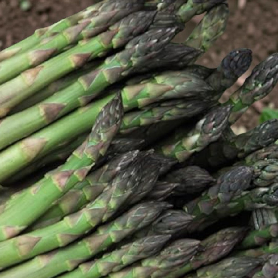 Asparagus Ariane F1 Plant  3