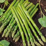 Asparagus Ariane F1 Plant  4