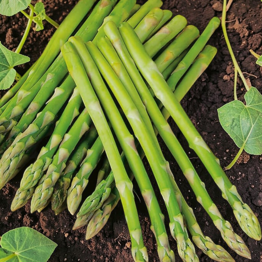 Asparagus Ariane F1 Plant  4