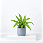 Asplenium Nidus Fern  1