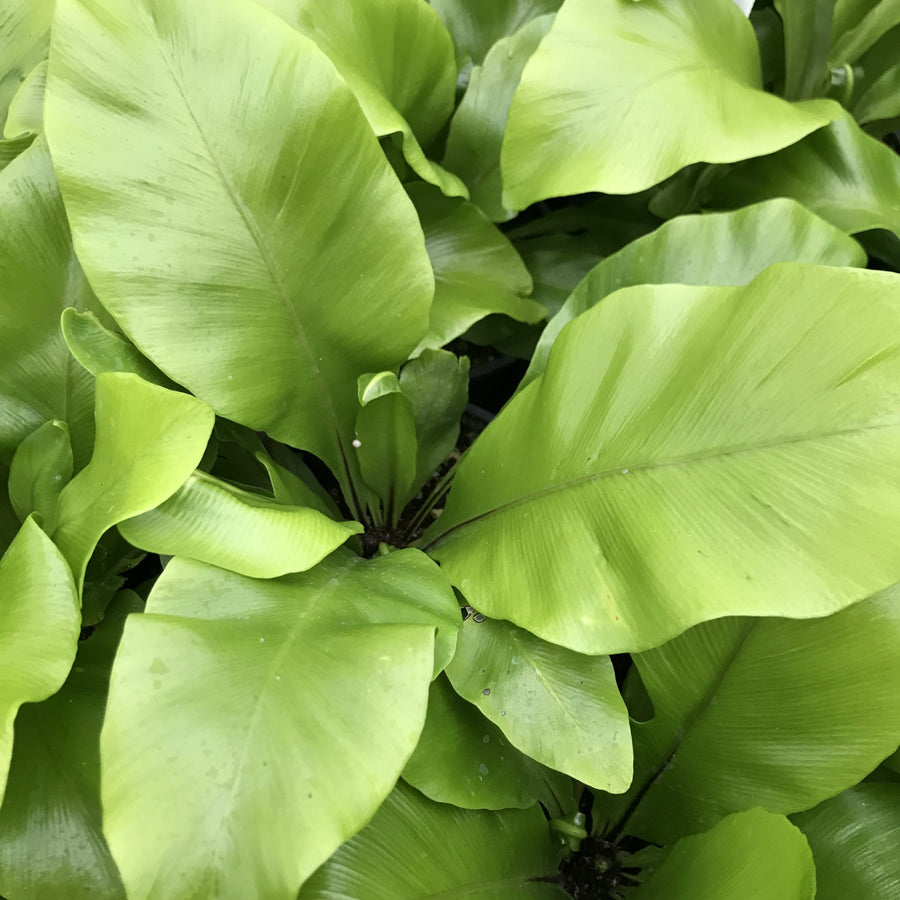 Mini Indoor Mix Asplenium-nidus-Aves-Birds-Nest-Fern-January2-scaled 3