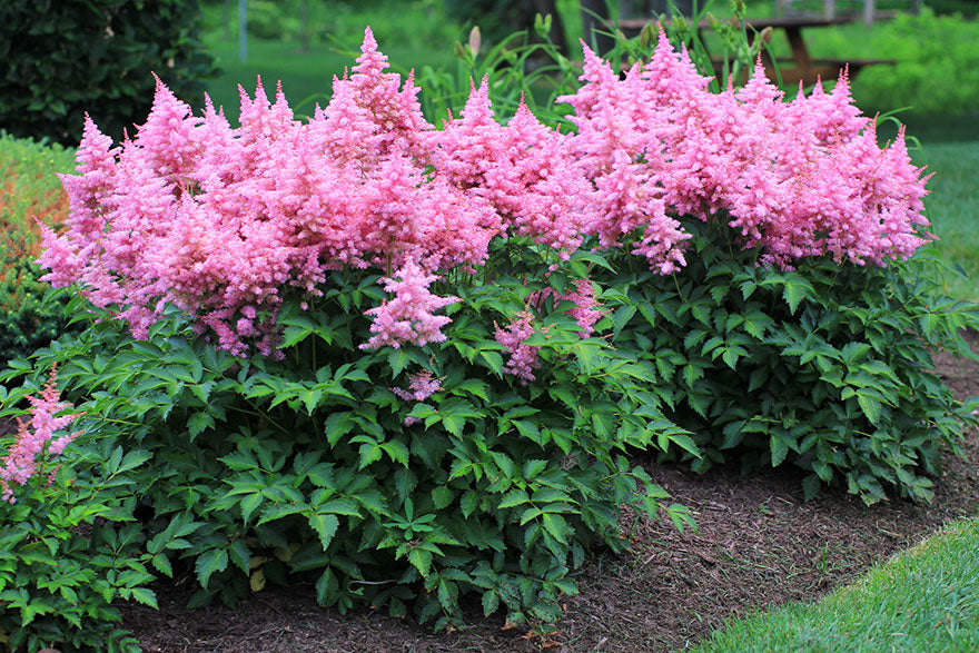 Visions in Pink Astilbe Plant Astilbe-Visions-in-Pink 4