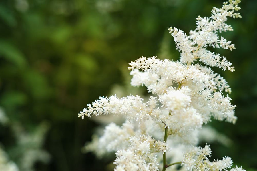 Visions in White Astilbe Plant in 1L Pots Astilbe-chinensis-Vision-in-White 4