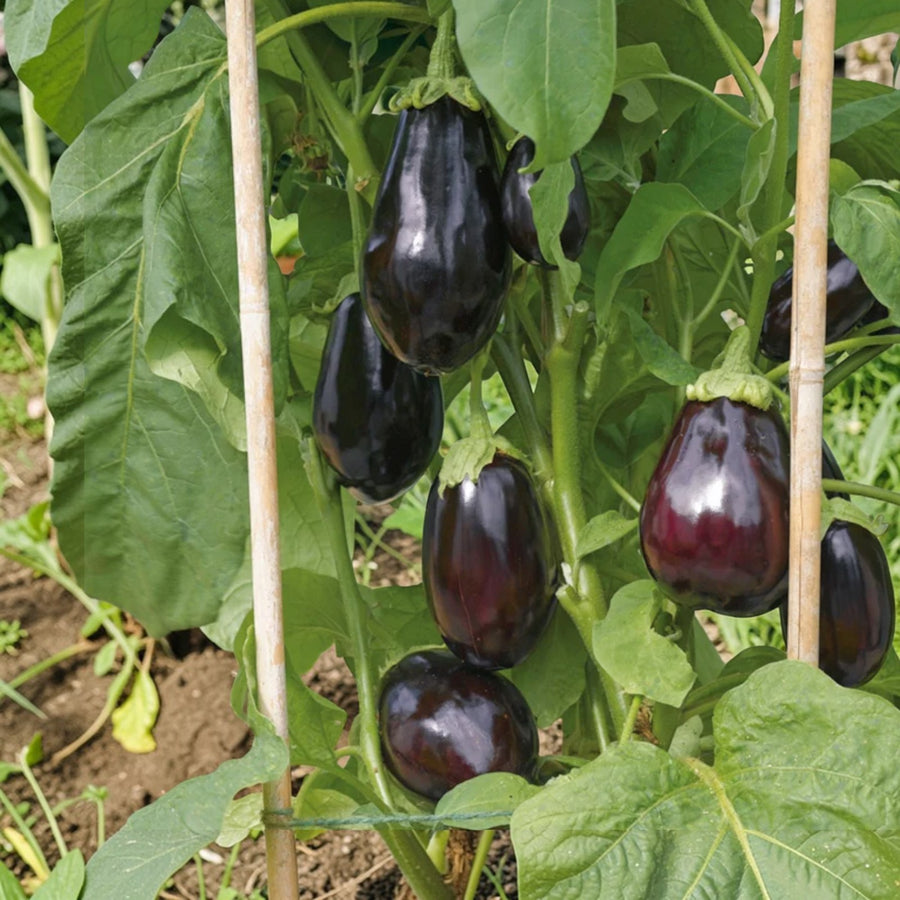 Aubergine F1 Jackpot  2