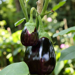 Aubergine F1 Jackpot  1