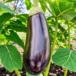 Aubergine Moneymaker F1  1
