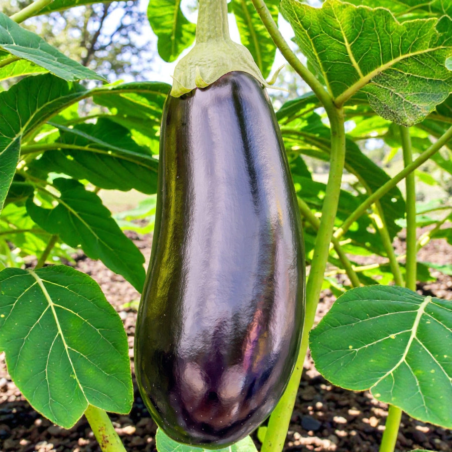 Aubergine Moneymaker F1  1