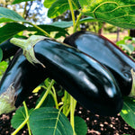 Aubergine Moneymaker F1  1
