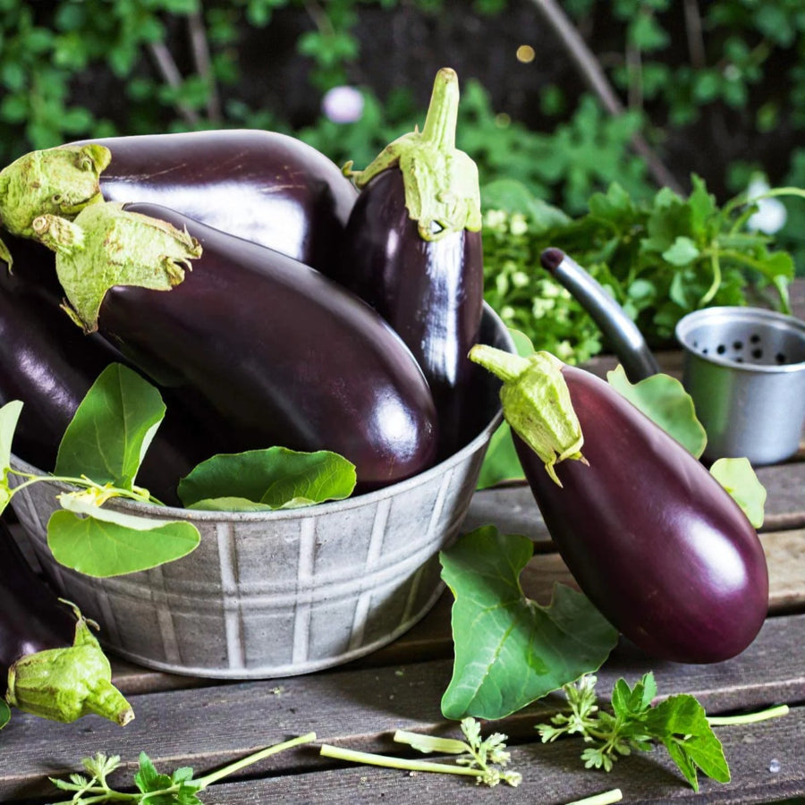 Aubergine Moneymaker F1  3