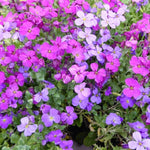 Aubrieta Alpine Mix  1