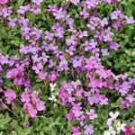 Aubrieta Alpine Mix  2