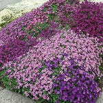 Aubrieta Alpine Mix  3