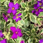 Aubrieta Dr Mules Variegata  1