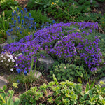 Aubrieta Dr Mules Variegata  2