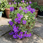 Aubrieta Dr Mules Variegata  3