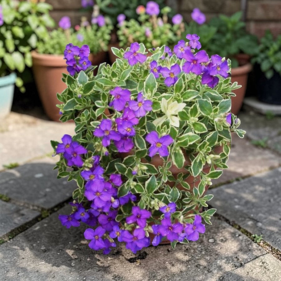 Aubrieta Dr Mules Variegata  3