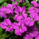 Aubrieta Hy Axcent Antique Rose  1