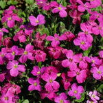 Aubrieta Hy Axcent Antique Rose  2