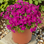 Aubrieta Hy Axcent Antique Rose  3