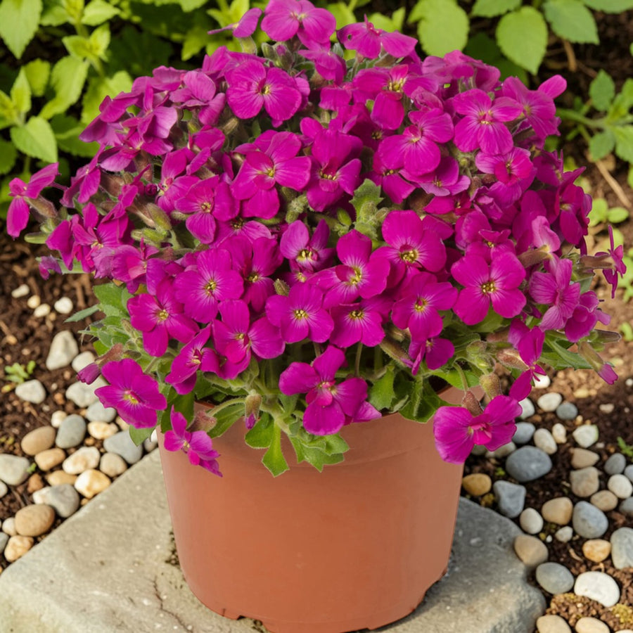 Aubrieta Hy Axcent Antique Rose  3