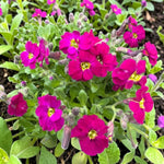 Aubrieta Hy Axcent Burgundy  1