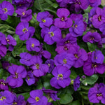 Aubrieta Kitte Alpines  3