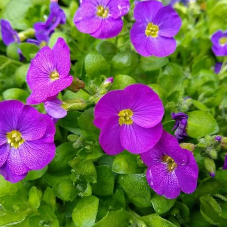 Aubrieta Kitte Alpines  1