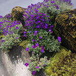 Aubrieta Kitte Alpines  2