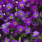 Aubrieta Axcent Violet with Eye  2