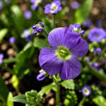 Aubrieta Axcent Violet with Eye  1